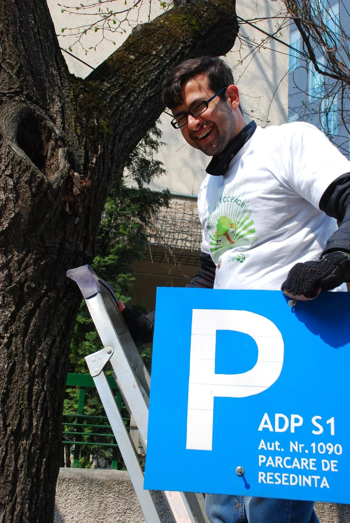 Voluntar pe scară îndepărtând indicator montat ilegal pe un copac