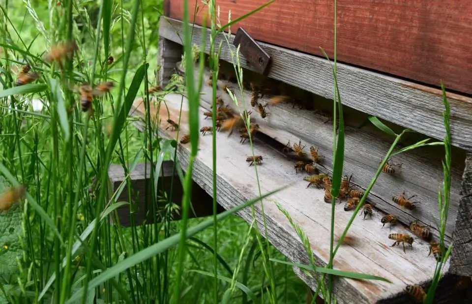 Campania Salvați Albinele și Fermierii — albină pe floare, simbol al luptei pentru protejarea polenizatorilor