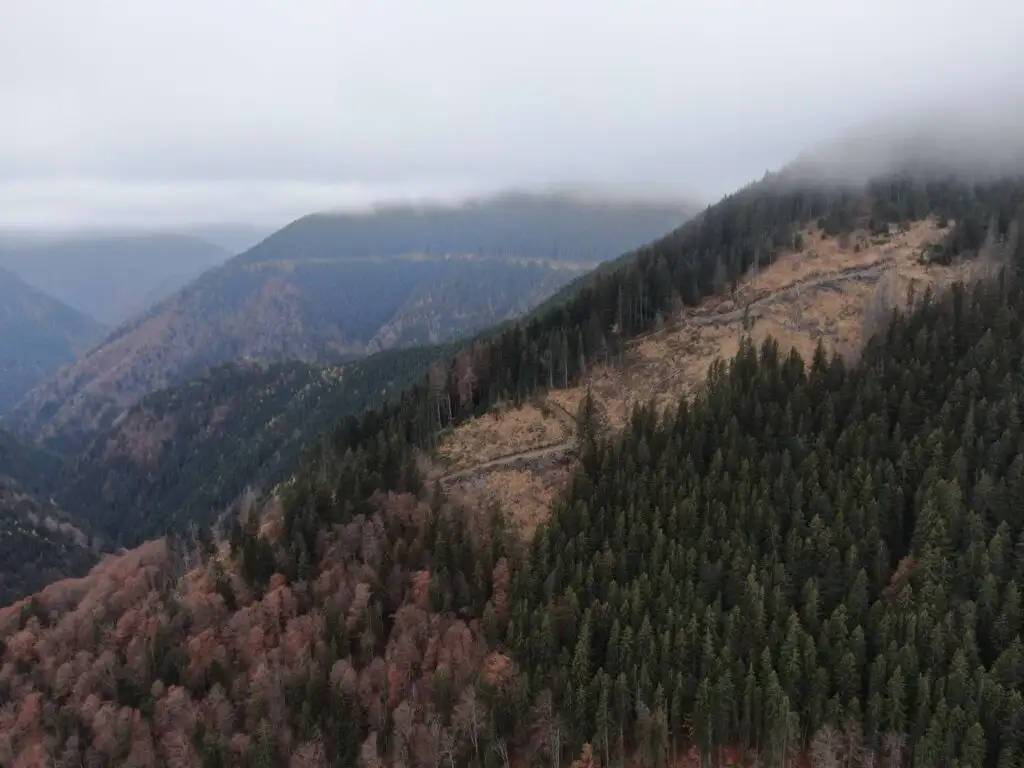 Vedere aeriană asupra pădurilor virgine din Carpați