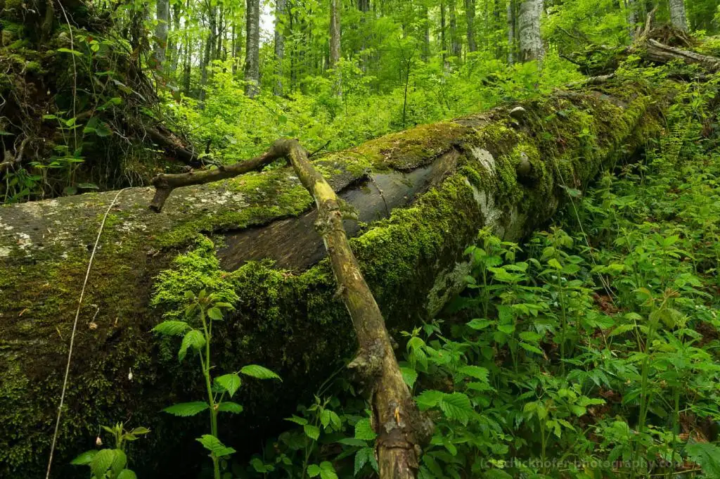 Parcul Național Domogled — Valea Cernei