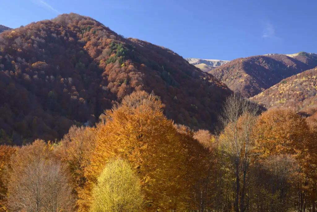 Peisaj forestier — Parcul Național Domogled