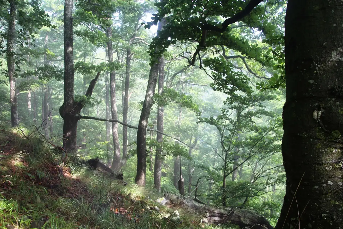 Pădure seculară intactă