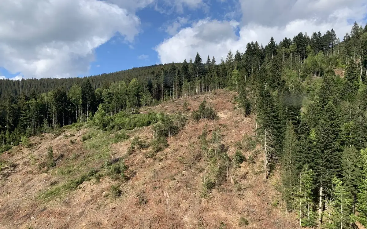 Pădure intactă în Carpații Românești