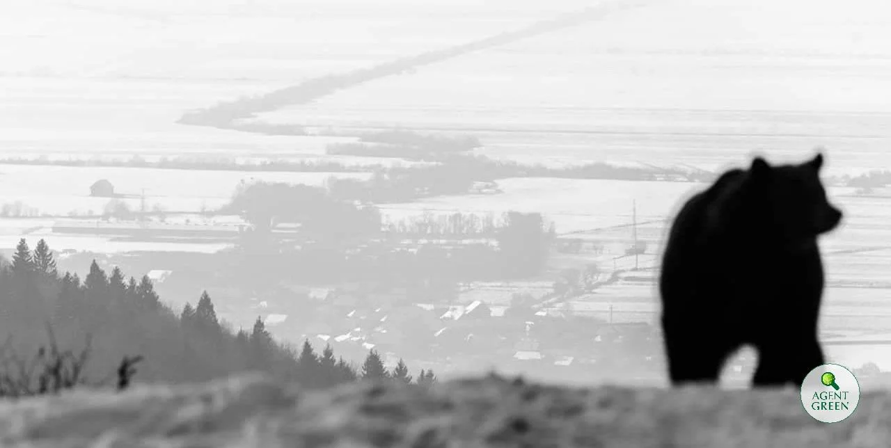 Ursul Arthur — cel mai mare exemplar cunoscut din România, ucis în 2021