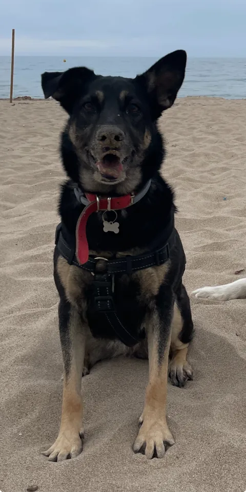Candy, câinele de pază al echipei