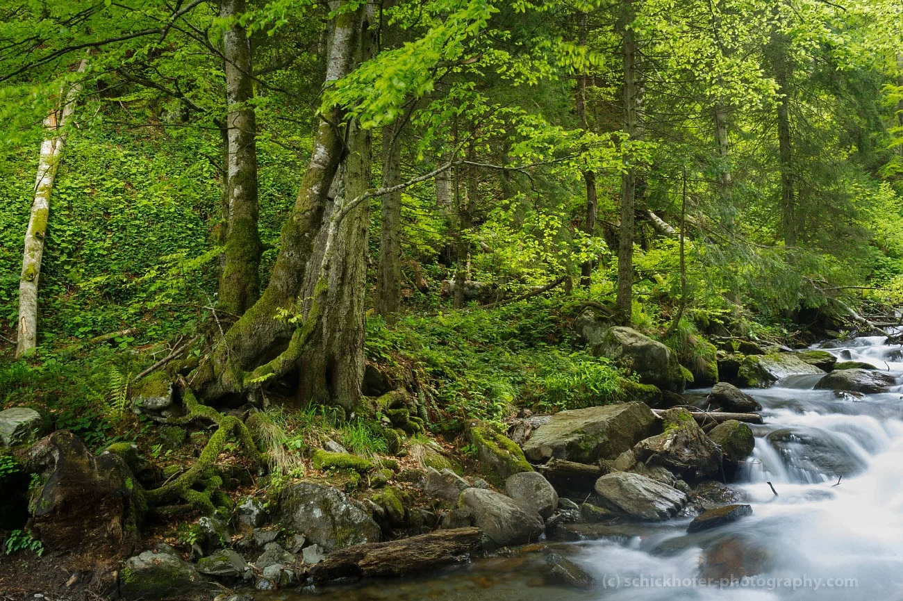 Pădure primară de-a lungul unui râu de munte