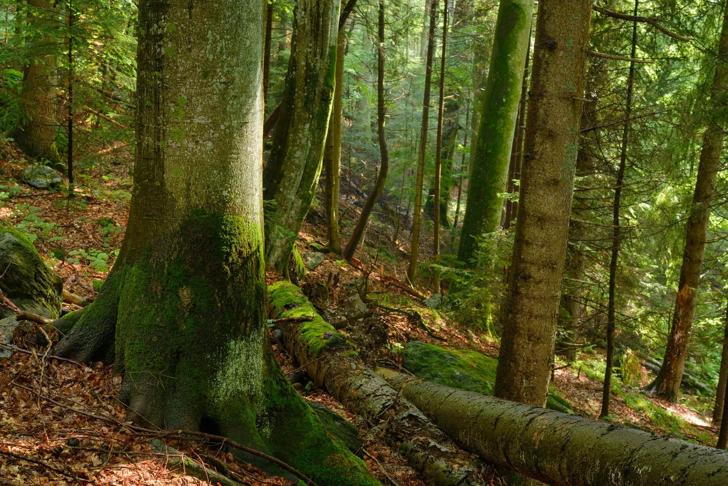 Interior de pădure seculară cu arbori bătrâni și lemn mort la sol