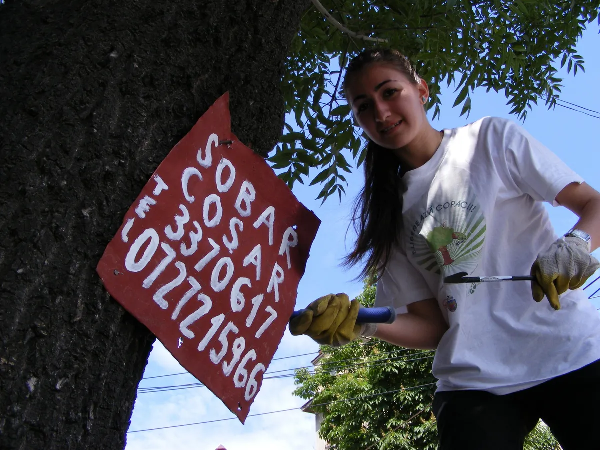 Primăria Sectorului 4 era convinsă că nu are reclame pe copaci