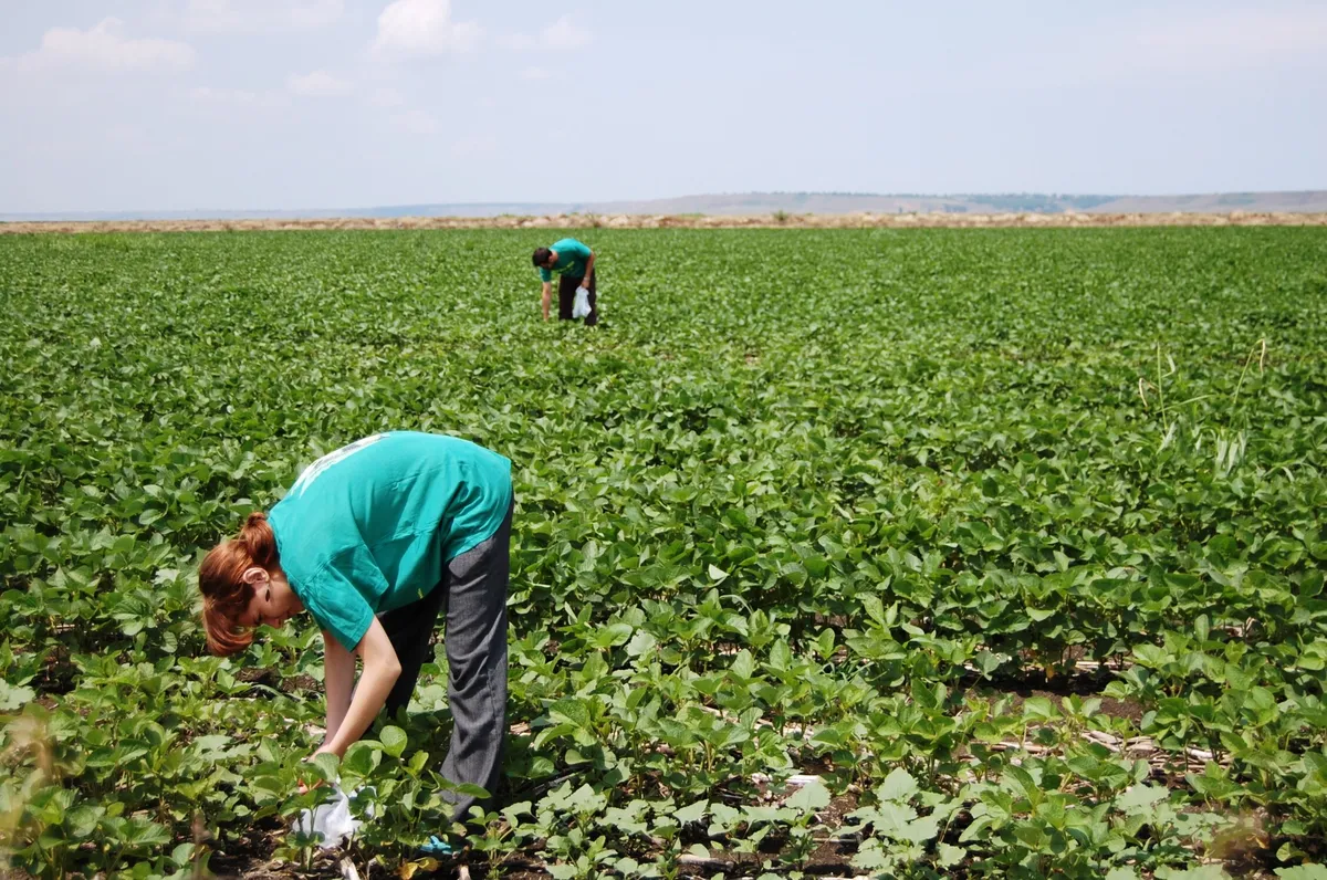 Agent Green a descoperit contaminare cu soia modificată genetic ilegală