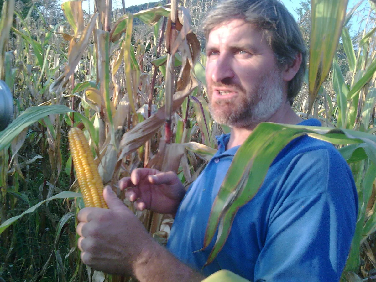 Toxicitatea porumbului modificat genetic MON810 în curtea ministrului mediului