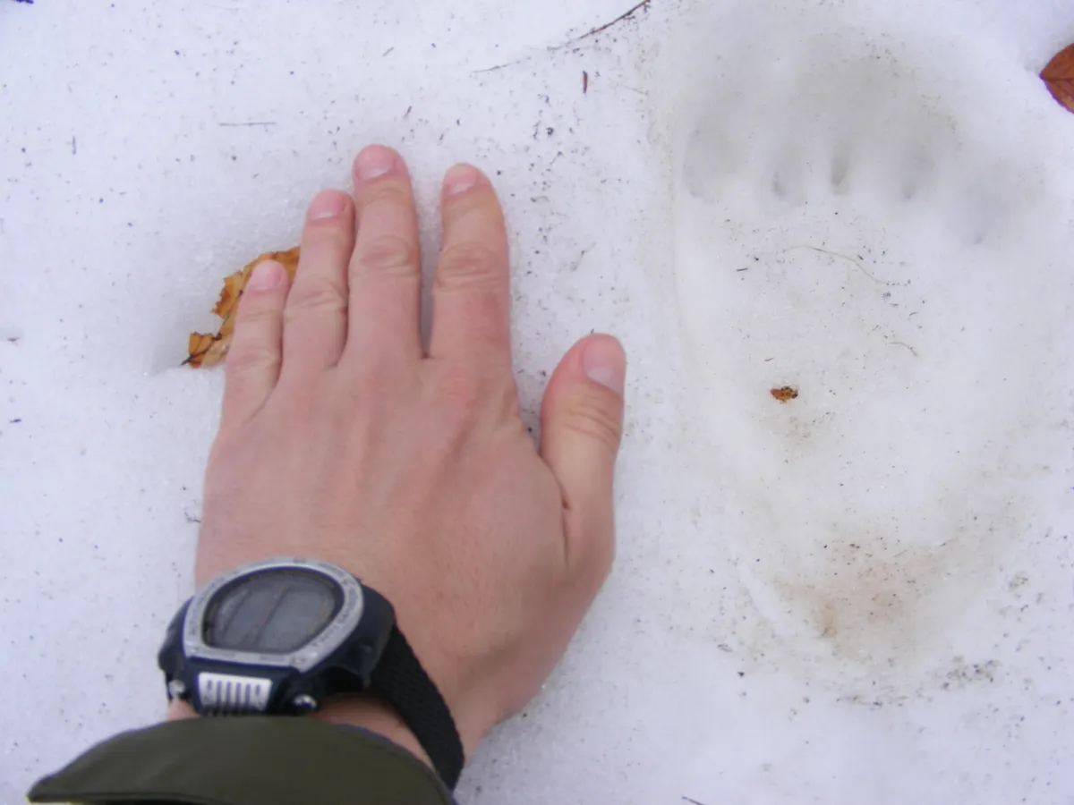 Contrastudiu de biodiversitate la drumul național 66A