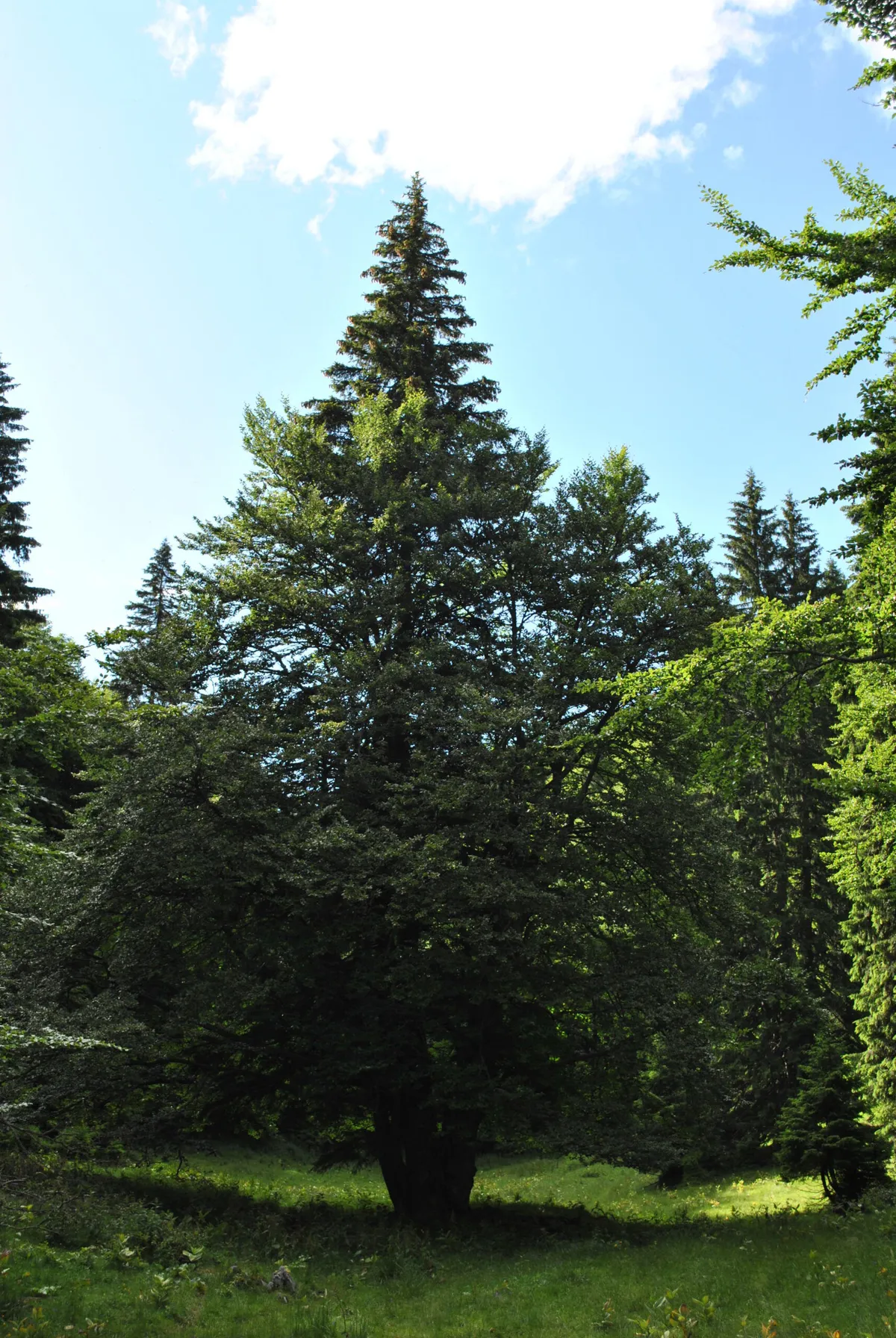 Un copac s-a pus barieră pe DN 66A pentru protejarea munților Retezat