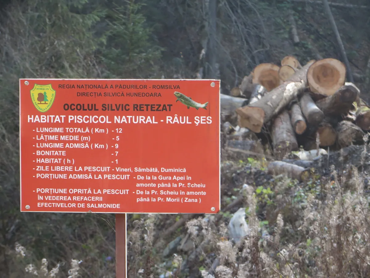 Tăierile de păduri din Retezat pun în pericol ultimul Peisaj Forestier Intact