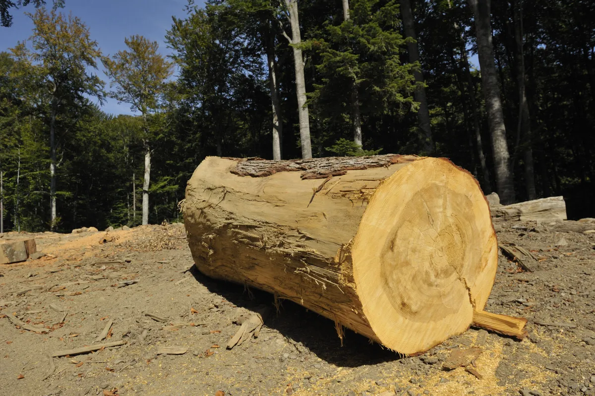 Tăierile de păduri din Retezat au fost stopate, cele din Domogled continuă