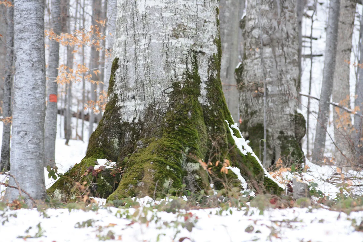 Vesti bune pentru Retezat !!!
