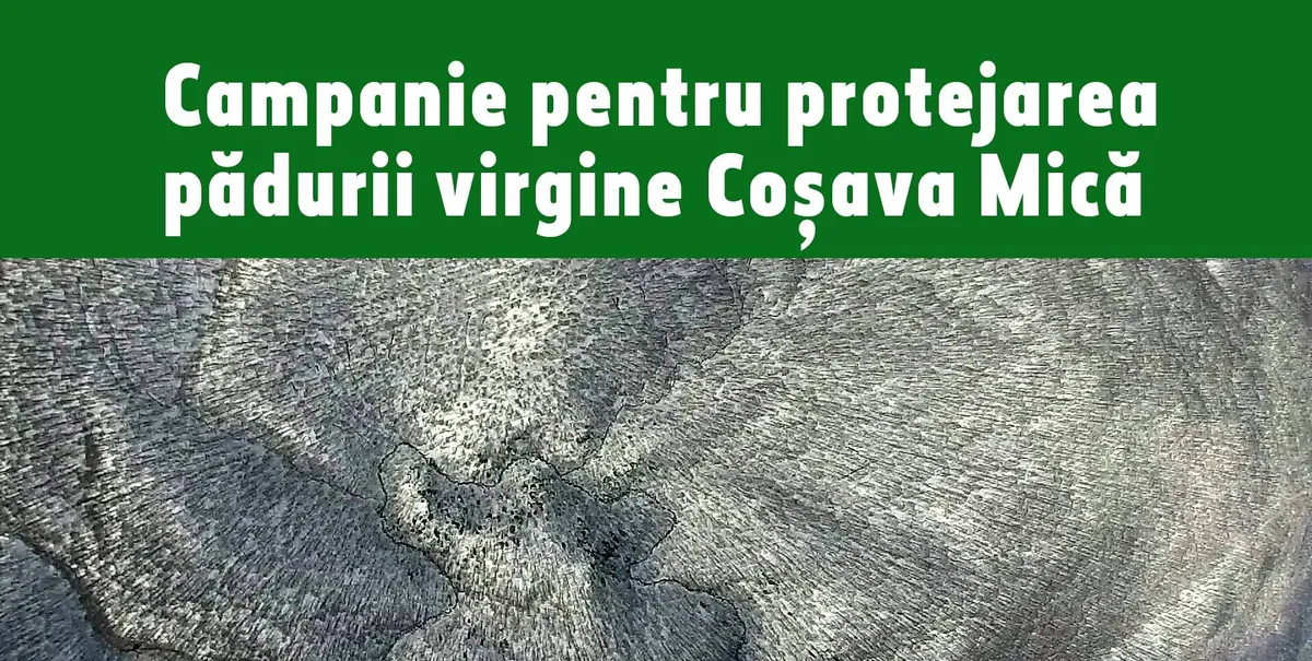 Campanie pt protejarea padurii virgine Cosava Mica