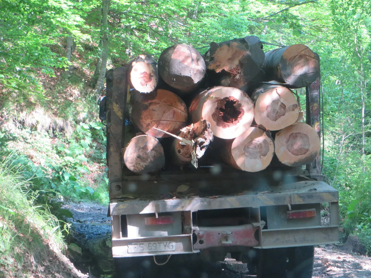 Fagetele seculare din Parcul National Semenic – Cheile Carasului au cazut prada drujbelor