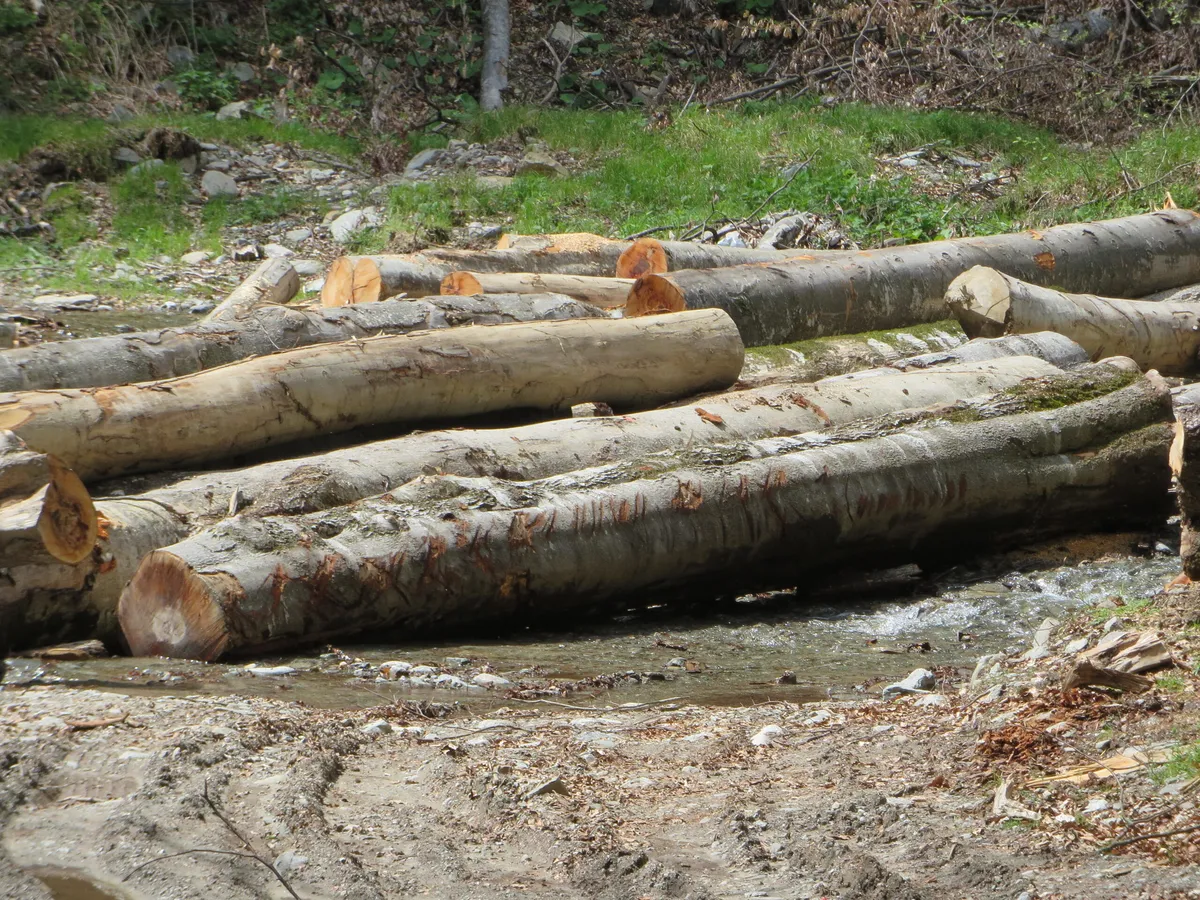 Retrocedarile de paduri au depasit posibilitatile statului roman cu 575.000 ha