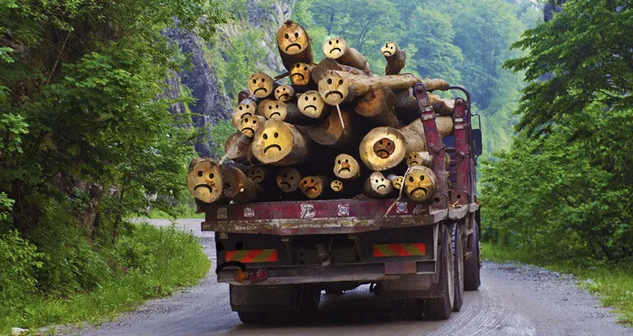 Aduceți pădurii zâmbetul înapoi!