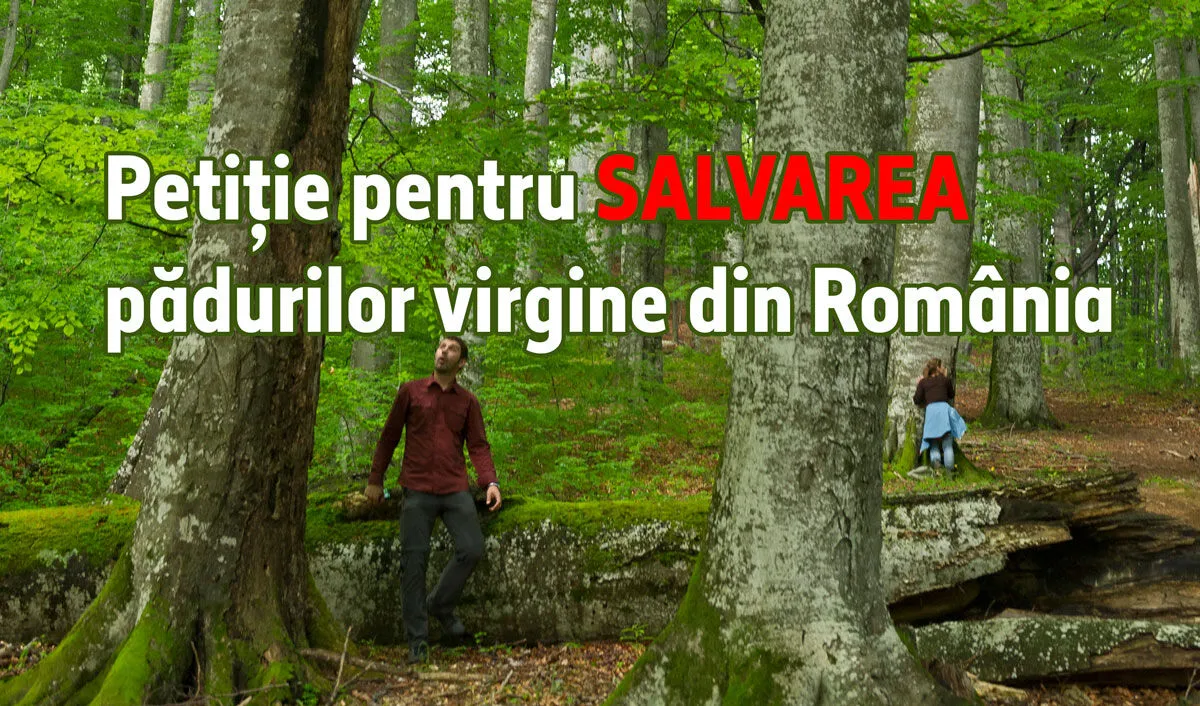 Petiție pentru SALVAREA pădurilor virgine din România