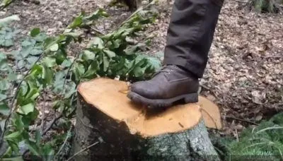 Retezat, ultimul Peisaj Forestier Intact din Europa a disparut