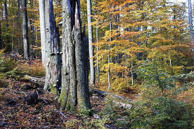 Pădurea virgină Coșava Mică a fost salvată pentru următorii 10 ani