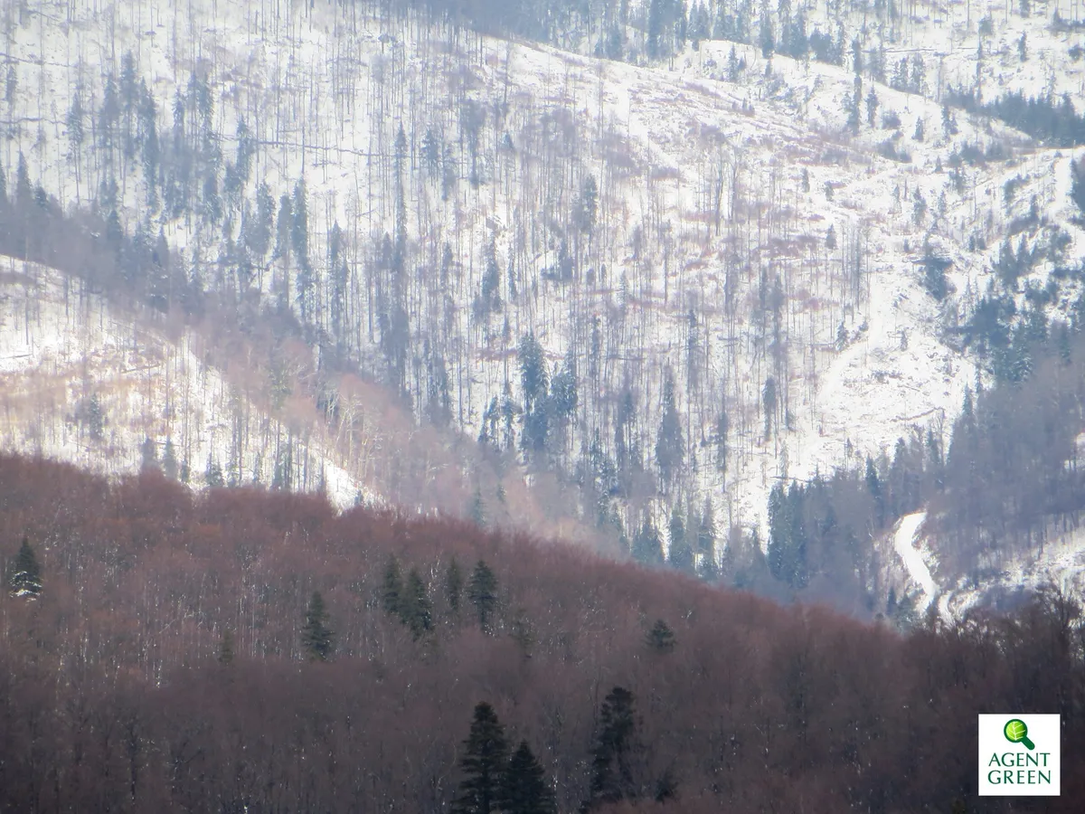 Concurs de taieri ilegale in padurile virgine din Muntii Tarcu