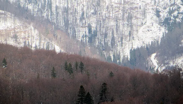 Concurs de taieri ilegale in padurile virgine din Muntii Țarcu