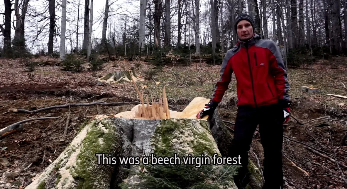 Taierile din ultimele paduri virgine din muntii Tarcu continua.