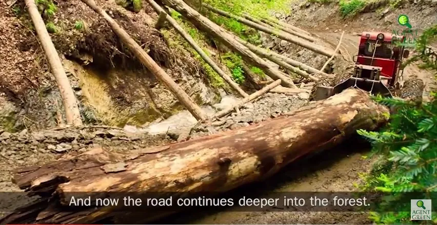 Paduri Virgine din Muntii Fagaras Taiate Ilegal Rateaza Intrarea in Patrimoniul UNESCO