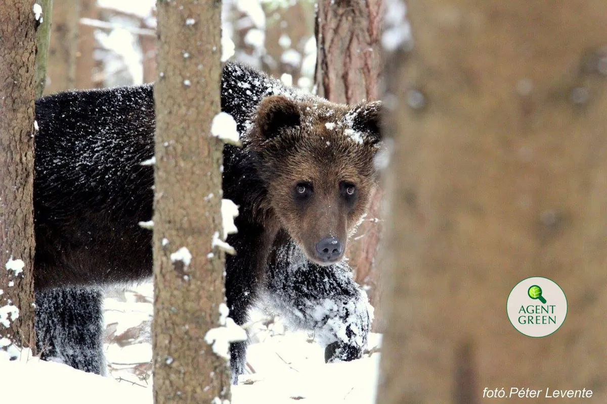Petiție pentru interzicerea vânătorii de trofee