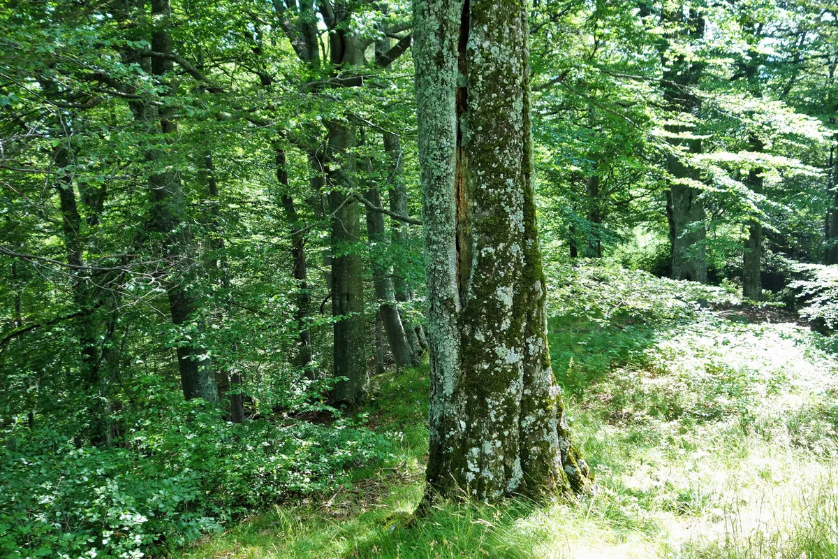 13 păduri virgine de 1926 hectare din 4 județe documentate științific de Agent Green