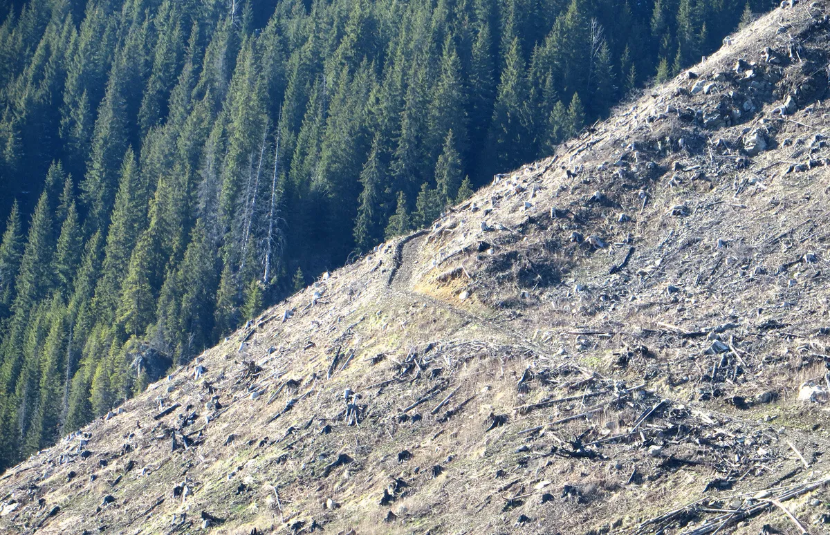 PETIȚIA PENTRU SALVAREA PĂDURILOR ȘI DEMNITĂȚII ROMÂNIEI