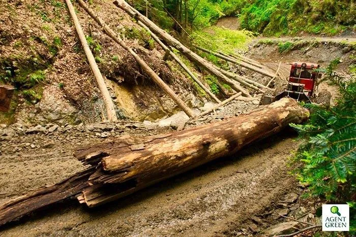 Doar 6% din pădurile virgine au intrat în catalogul național