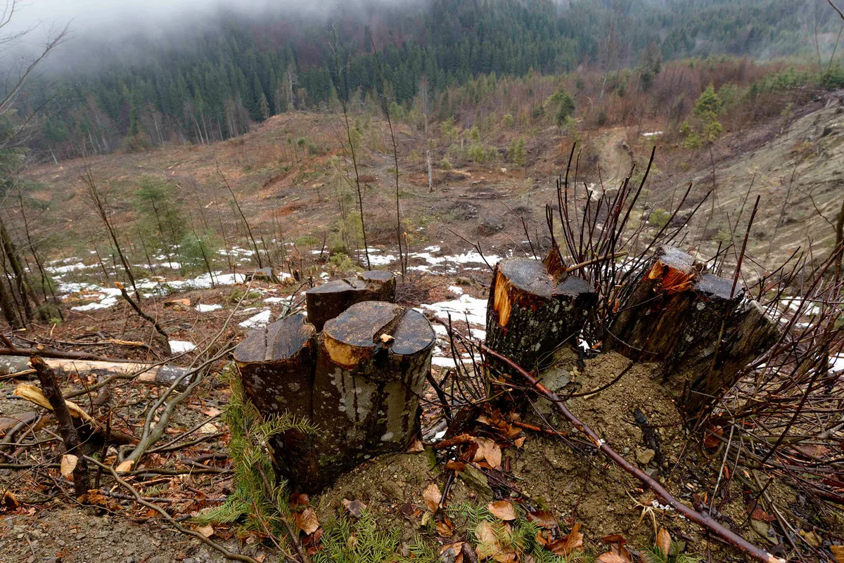 Dovezile distrugerii pădurilor de la Vidraru scoase la lumină de Agent Green