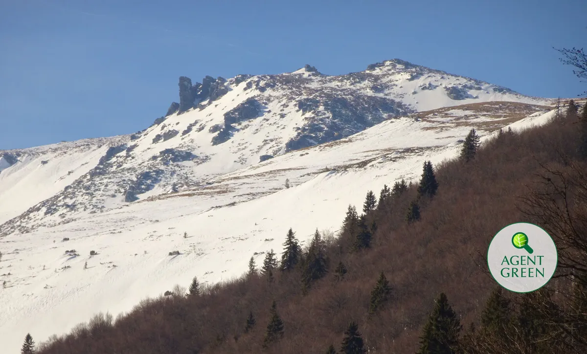 Agent Green a convins Holzindustrie Schweighofer să își păstreze intacte pădurile virgine și seculare rămase.