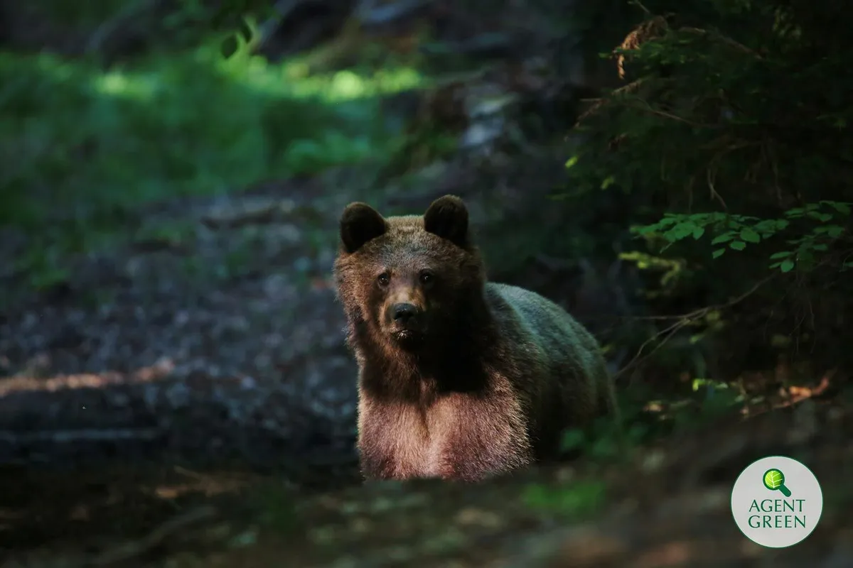 Comisie de anchetă parlamentară asupra lui Tanczos Barna