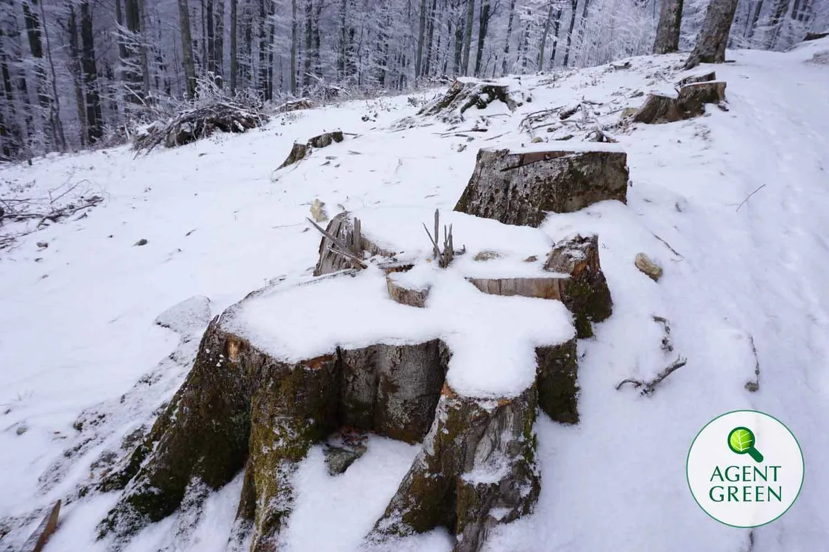 PĂDURILE VIRGINE ȘI ARIILE NATURALE STRICT PROTEJATE AU NEVOIE DE O LEGISLAȚIE STABILĂ ȘI COERENTĂ