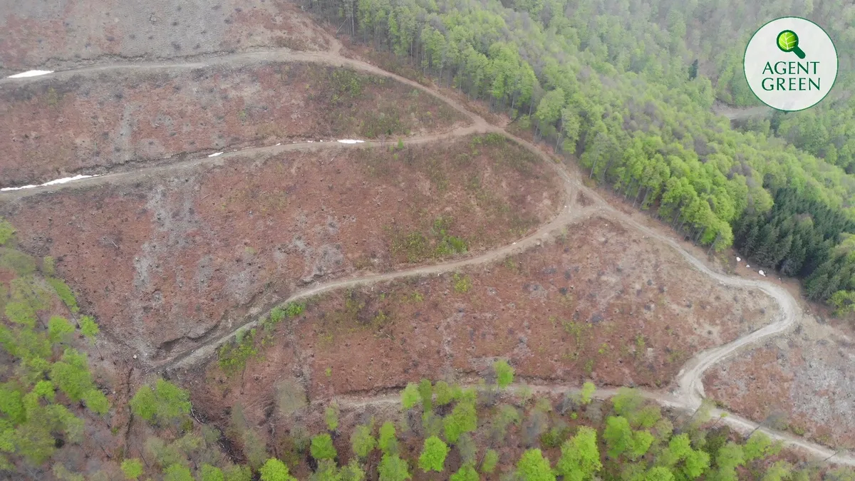 ROMANIA: STOP EXPLOATĂRII FORESTIERE ÎN PARCURILE NAȚIONALE