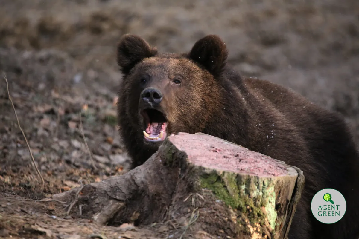 ONG-urile și-au unit forțele pentru interzicerea vânătorii de trofee și protejarea reală a urșilor