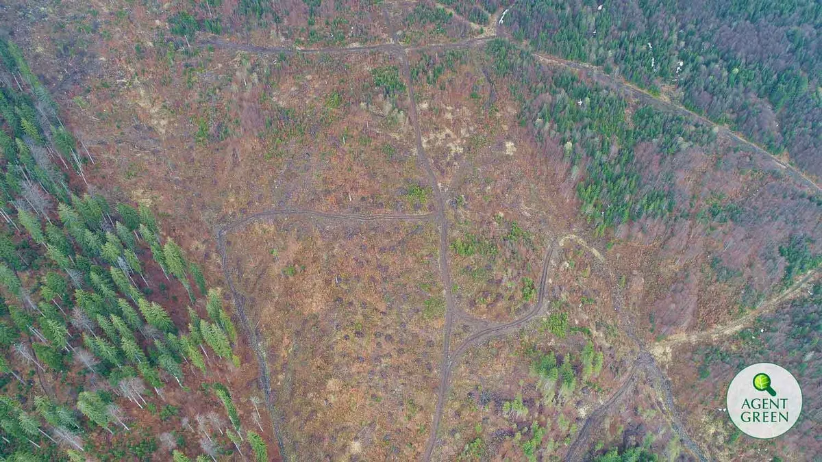 Reacție Agent Green la punctul de vedere Romsilva cu privire la dezastrul din Parcul Național Călimani