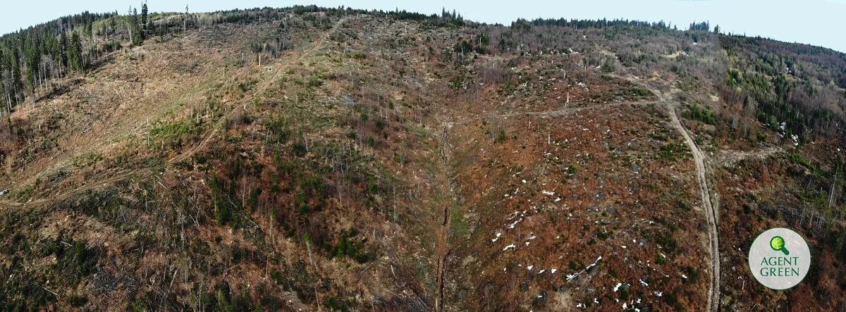 ”Cancerul” a cuprins și Parcul Național Călimani: 70.000 m3 de lemn tăiat în ultimul an