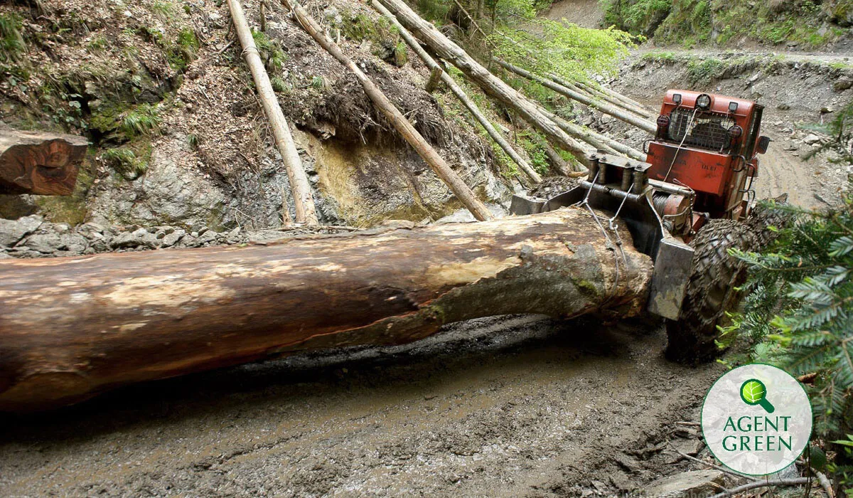 115.200 de arbori vor cădea tăiați illegal în România pe durata reuniunii experților europeni