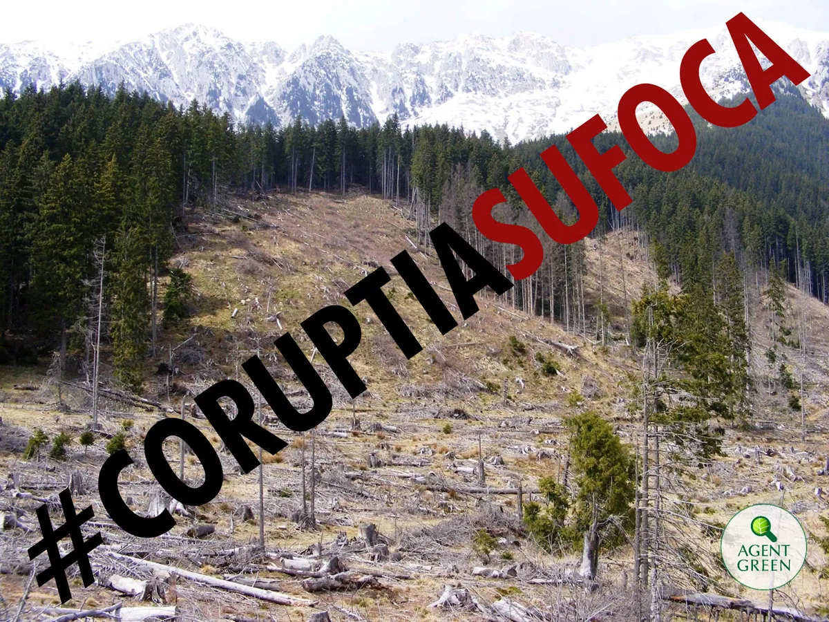 Scrisoare deschisă adresată Președintelui României cu privire la Inventarul Forestier Național și nivelul exploatărilor forestiere ilegale