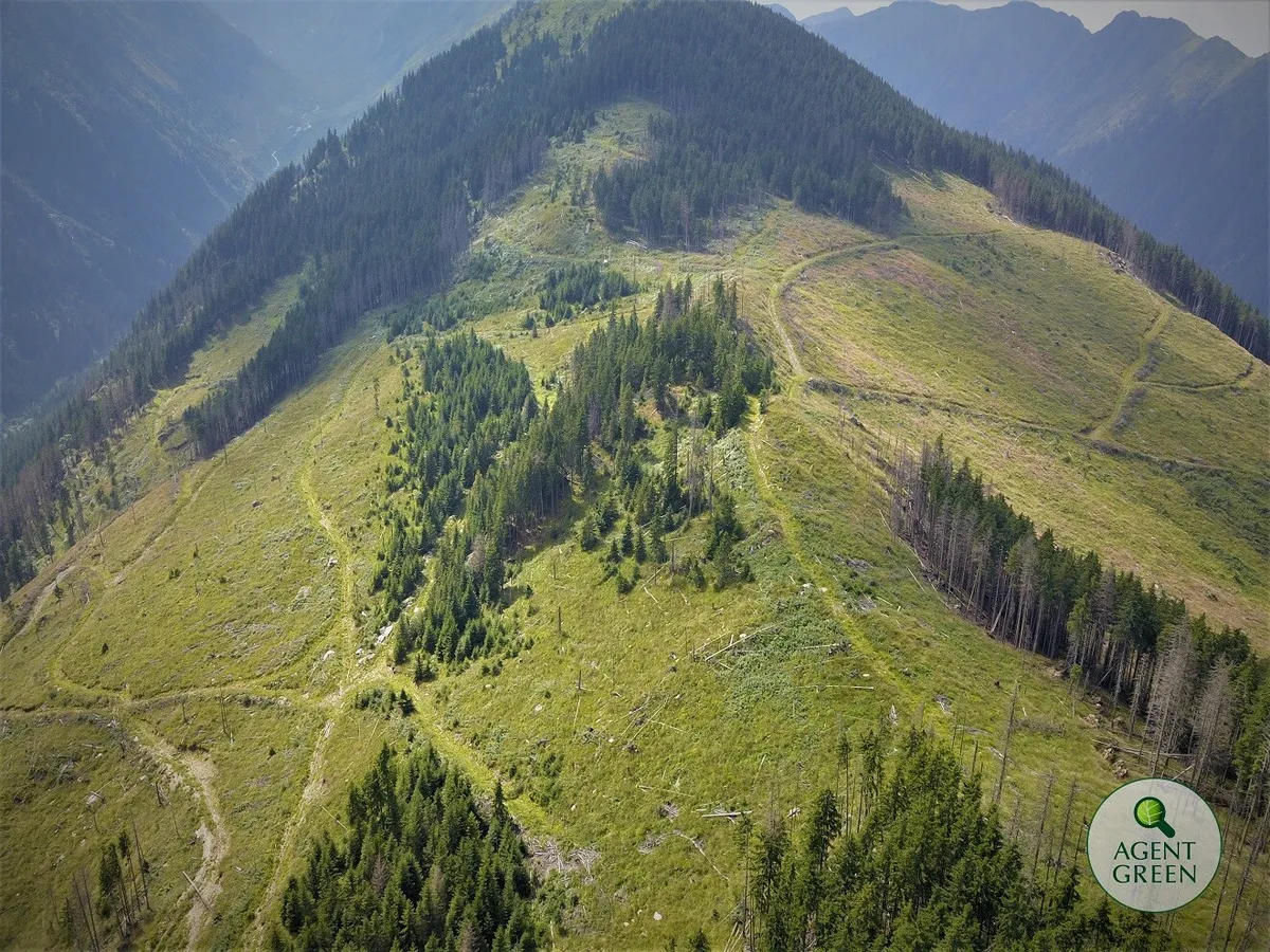 Comisia Europeana, solicitata sa intervina de urgenta pentru stoparea taierilor de paduri din ariile naturale protejate