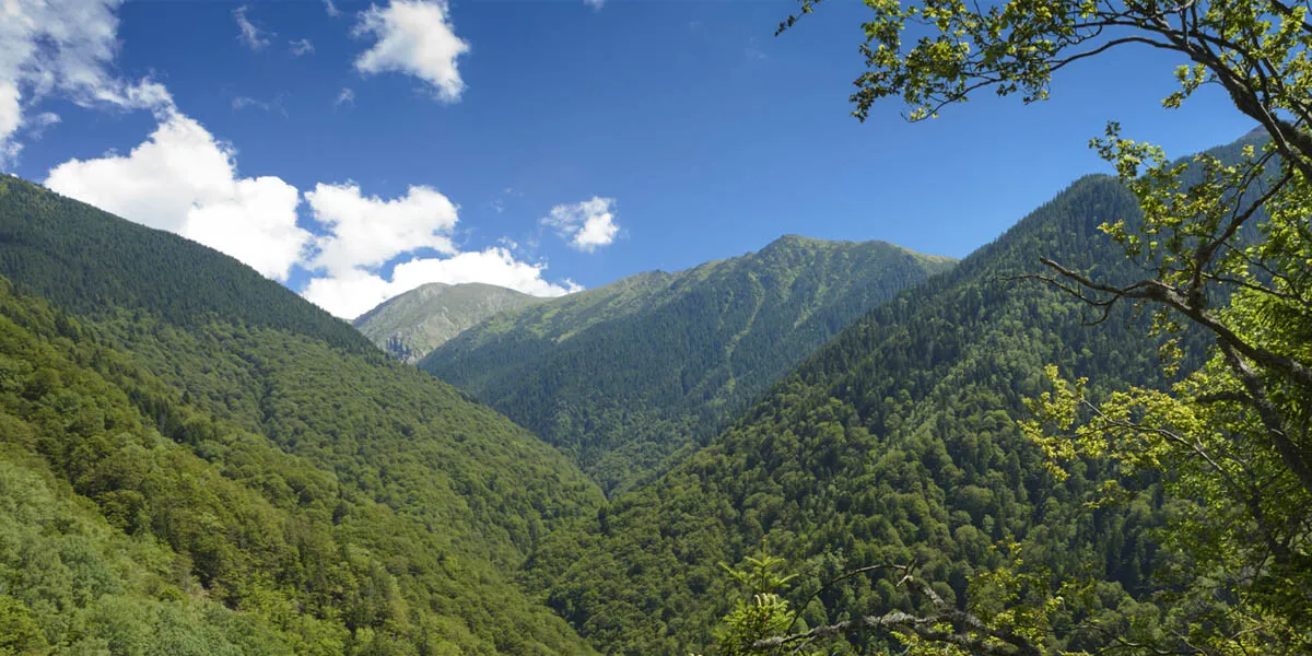 Catalogul pădurilor virgine pierdute – un eșec național după 21 de ani de tergiversări