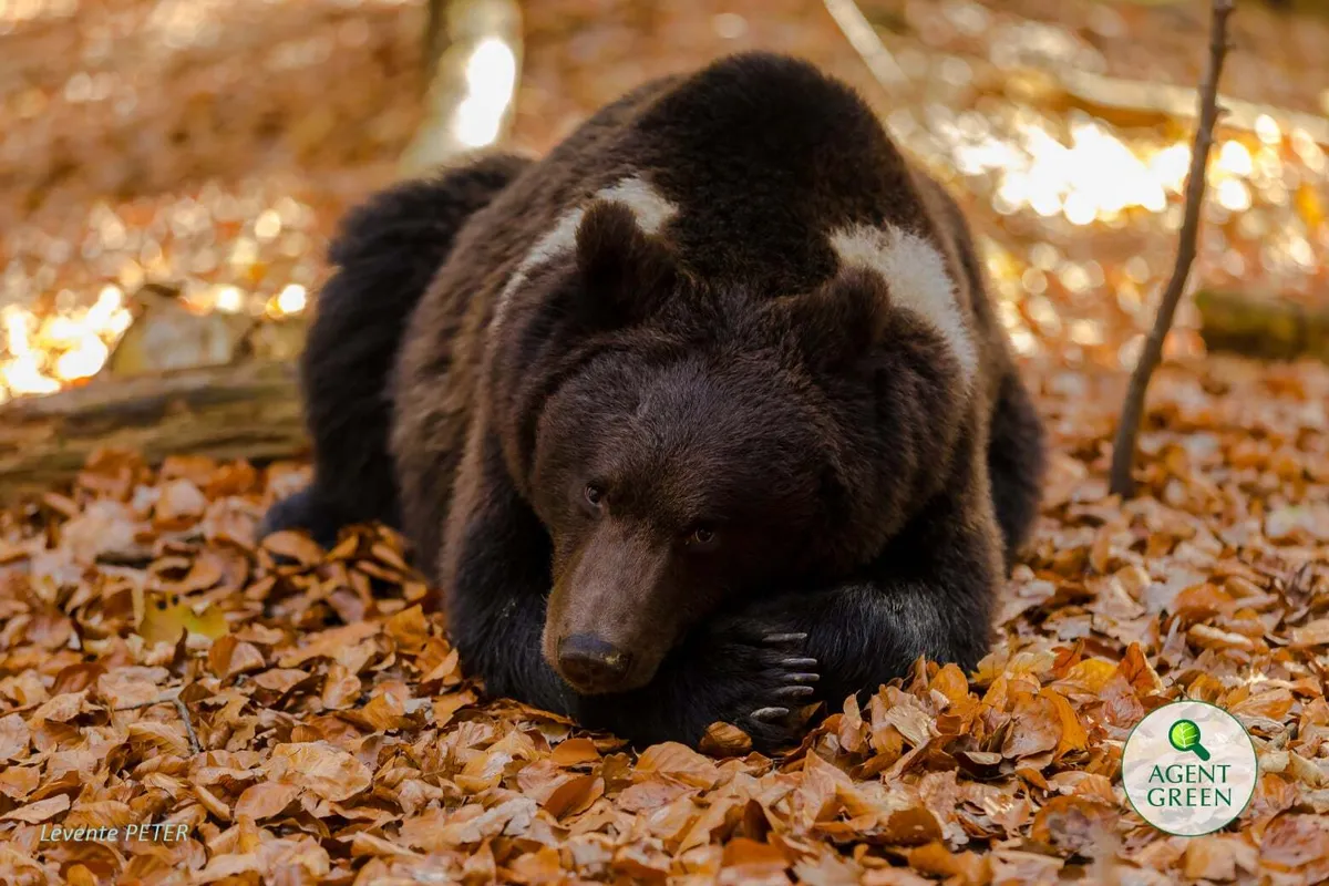 Acesta a fost anul 2019