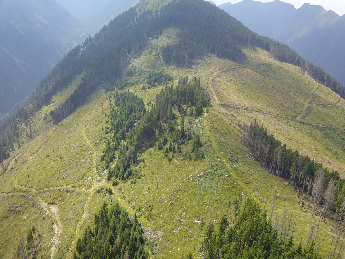 BREAKING: Infringement pentru păduri