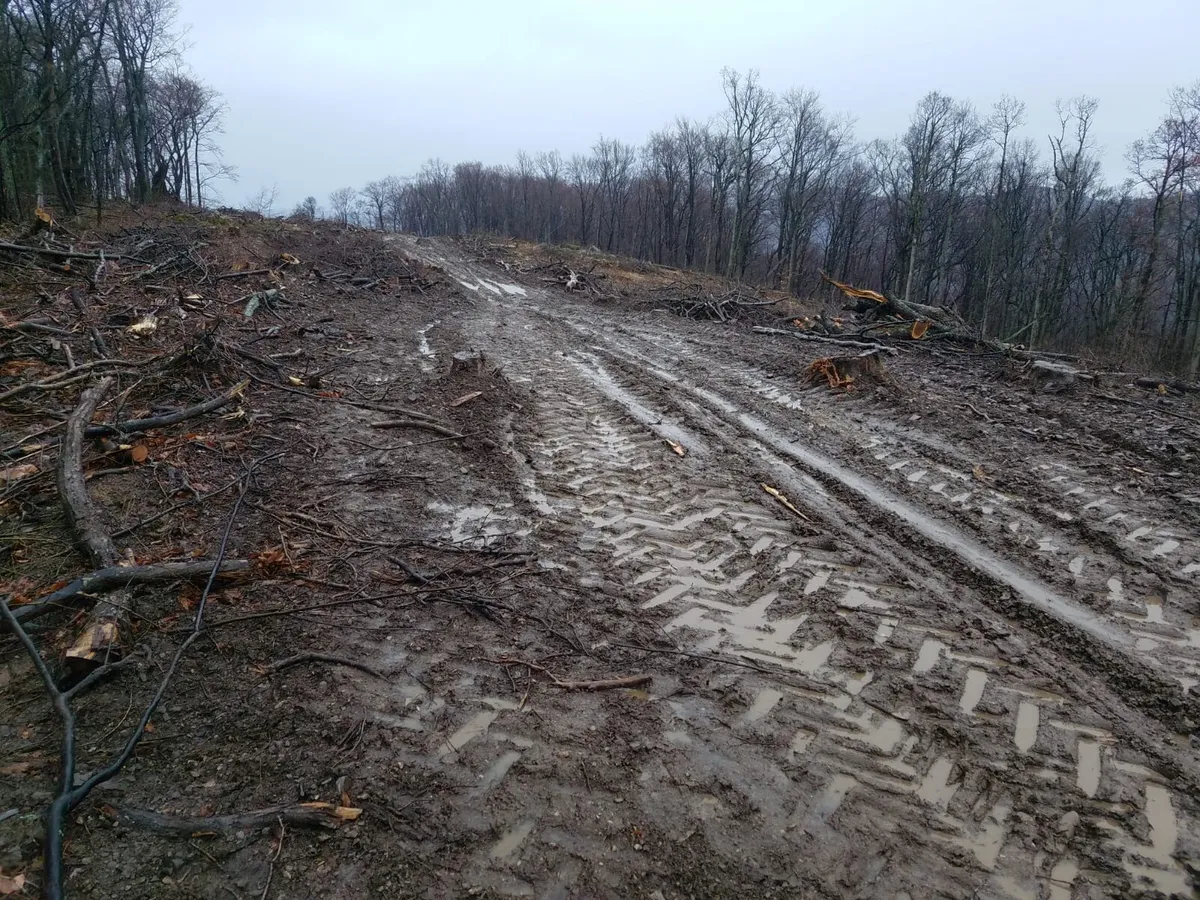 Redirectioneaza 20% din impozitul pe profit pentru paduri, pana pe 31 martie