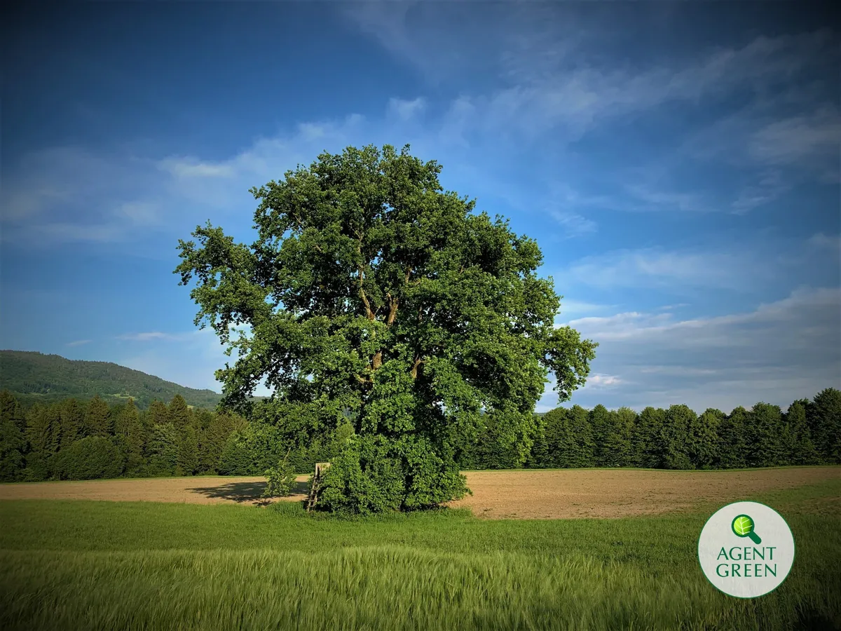Europa are de acum un plan pentru salvarea oamenilor și economiei prin însănătoșirea naturii